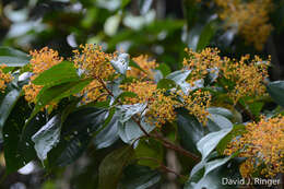 Image of Miconia dolichorrhyncha Naud.