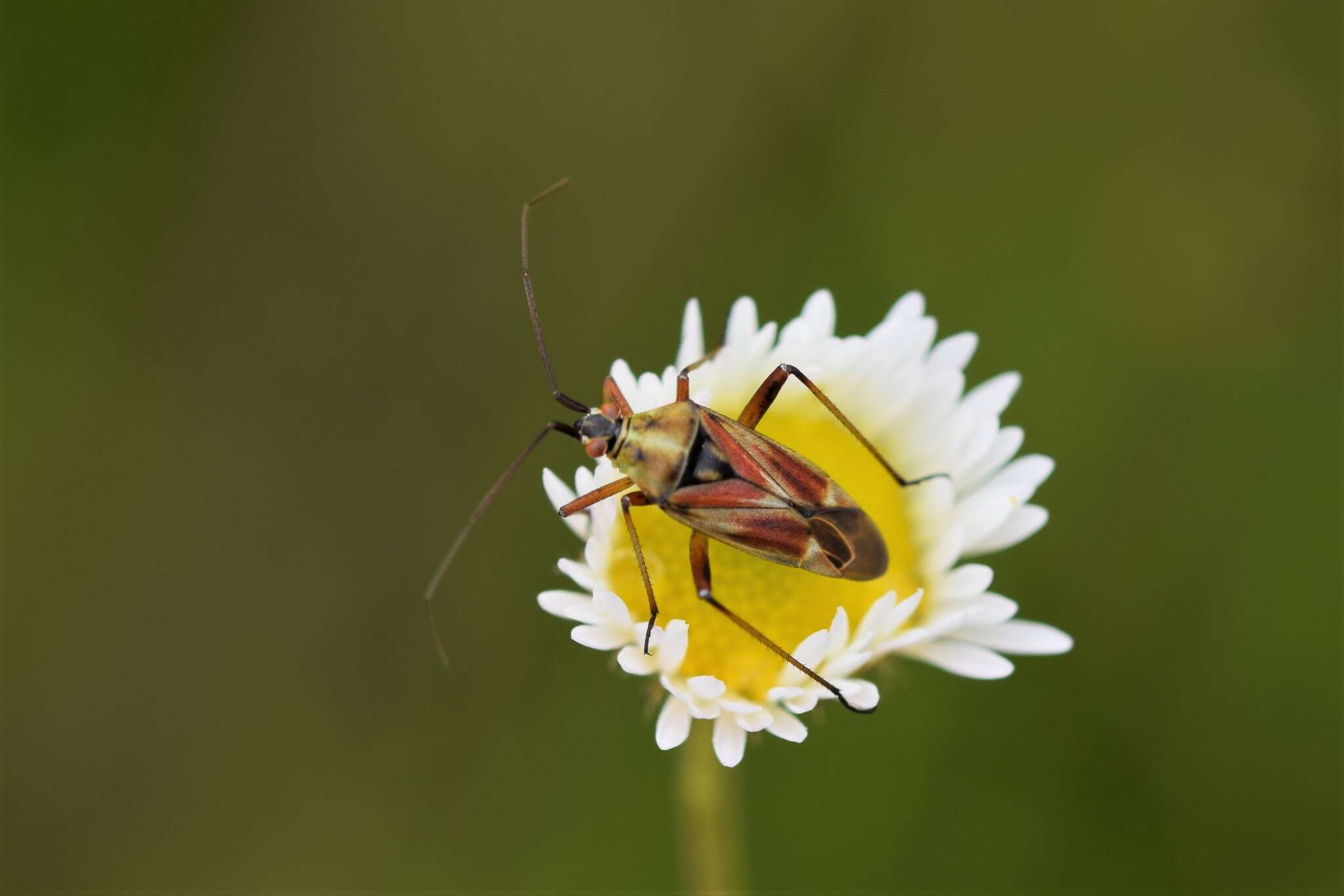 Image de Calocoris roseomaculatus (De Geer 1773)