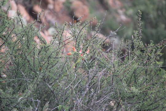 Image of Echeveria bifida Schltdl.