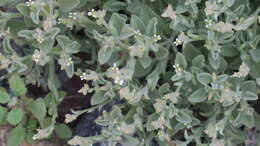 Imagem de Morettia parviflora Boiss.