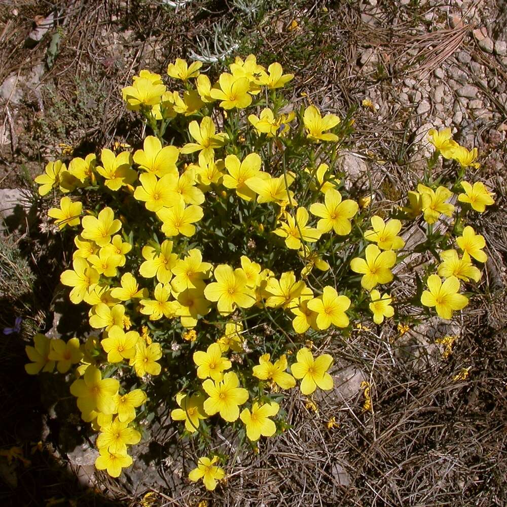 Imagem de Linum campanulatum L.