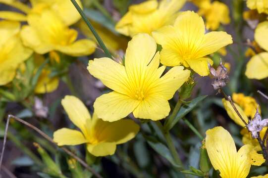 Imagem de Linum campanulatum L.