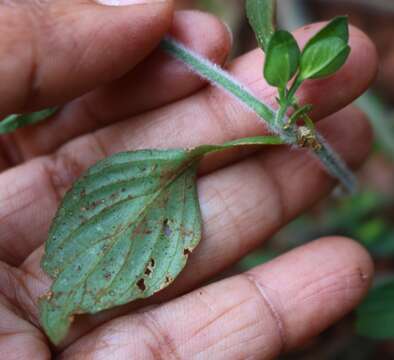 Imagem de Dicliptera foetida (Forssk.) Blatter