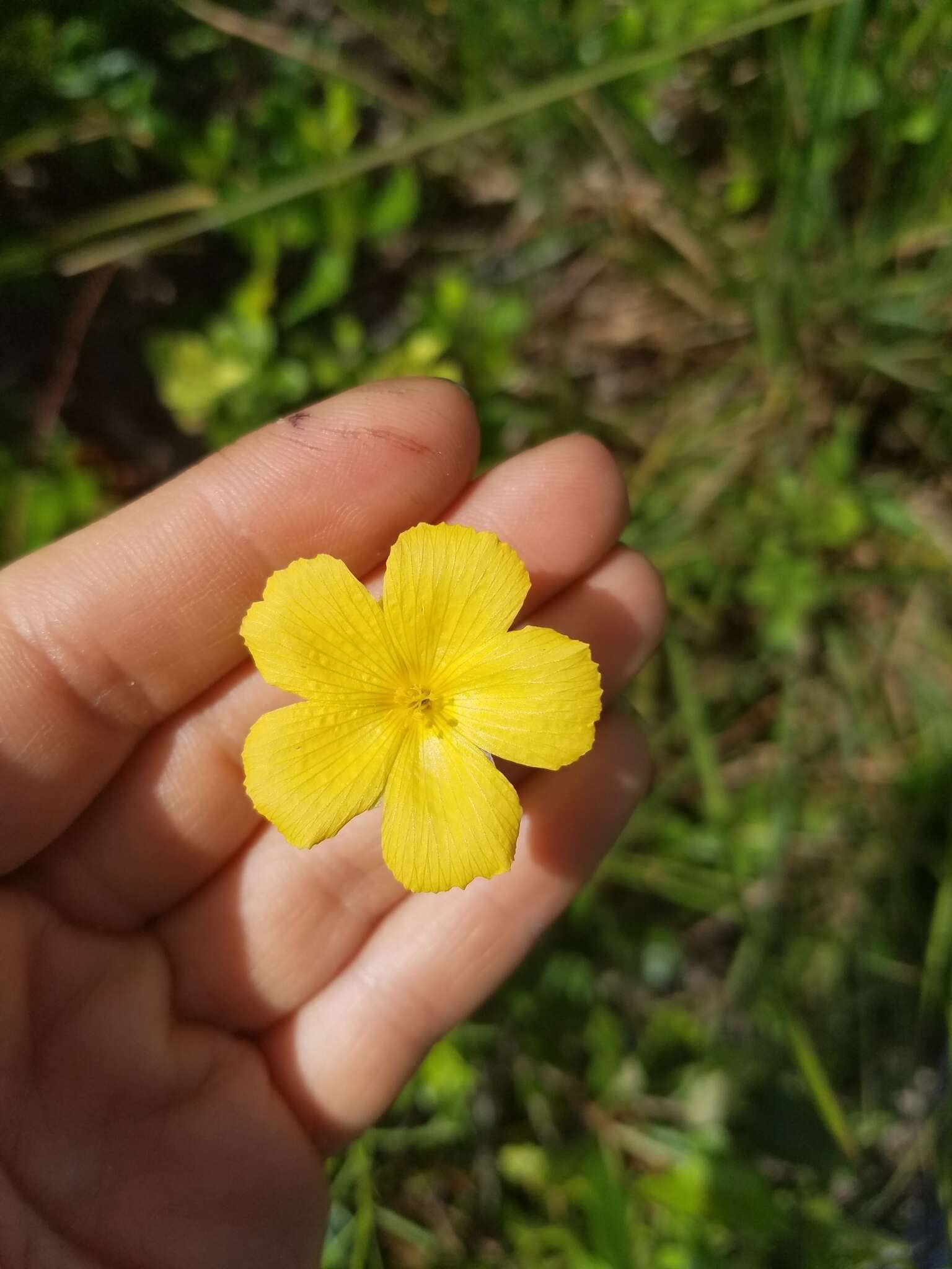 Image of Pitted Stripeseed