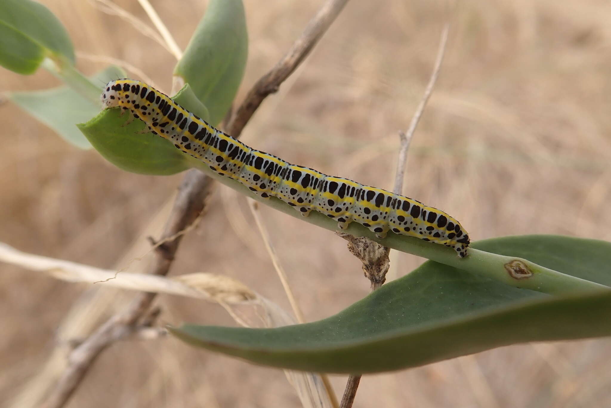 Image of toadflax brocade