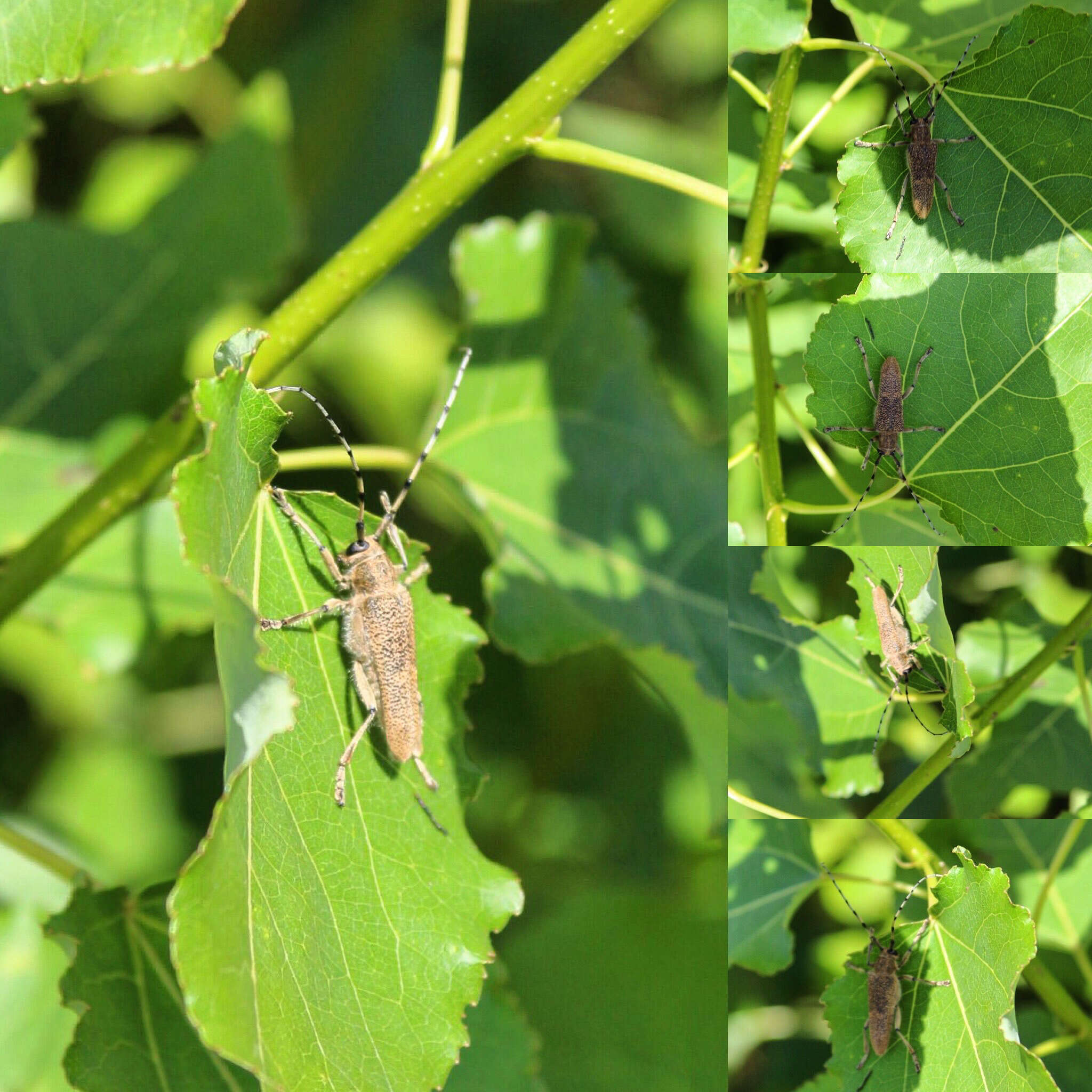 Image of Poplar Long-Horned Beetle