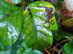 Image of Stigmella rhoifoliella (Braun 1912) Newton et al. 1982