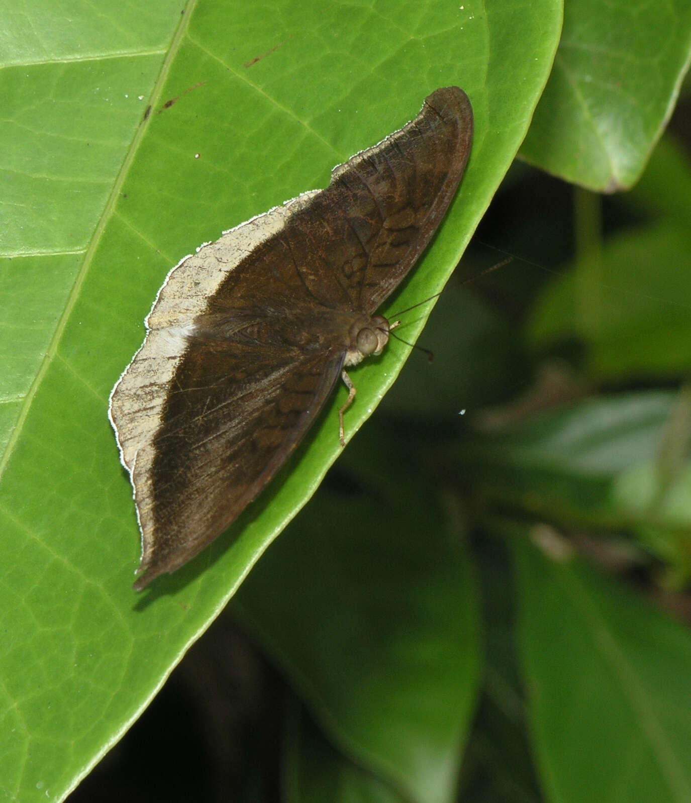 Tanaecia lepidea cognata resmi