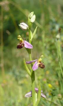 Image of Bee orchid