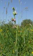 Image of Bee orchid