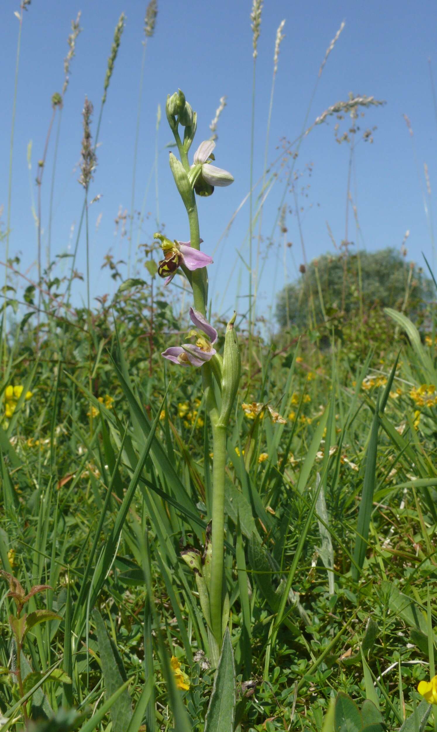 Image of Bee orchid