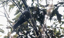 Image of Dusky Piha