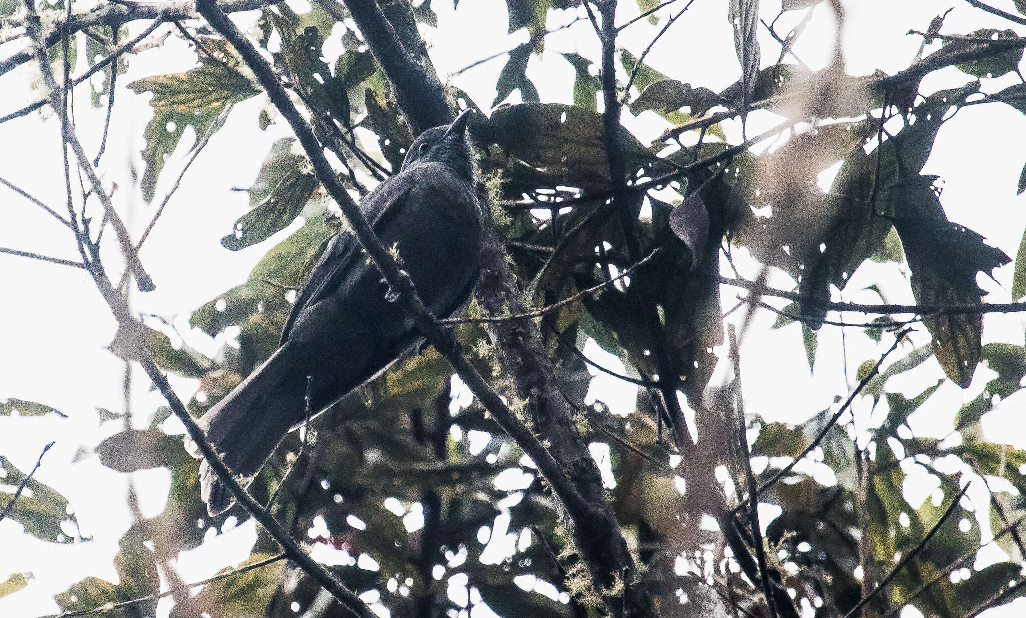 Image of Dusky Piha