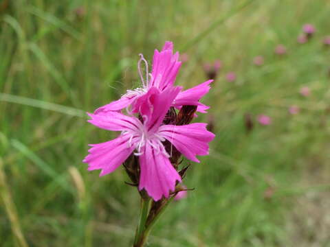 Image of carthusian pink