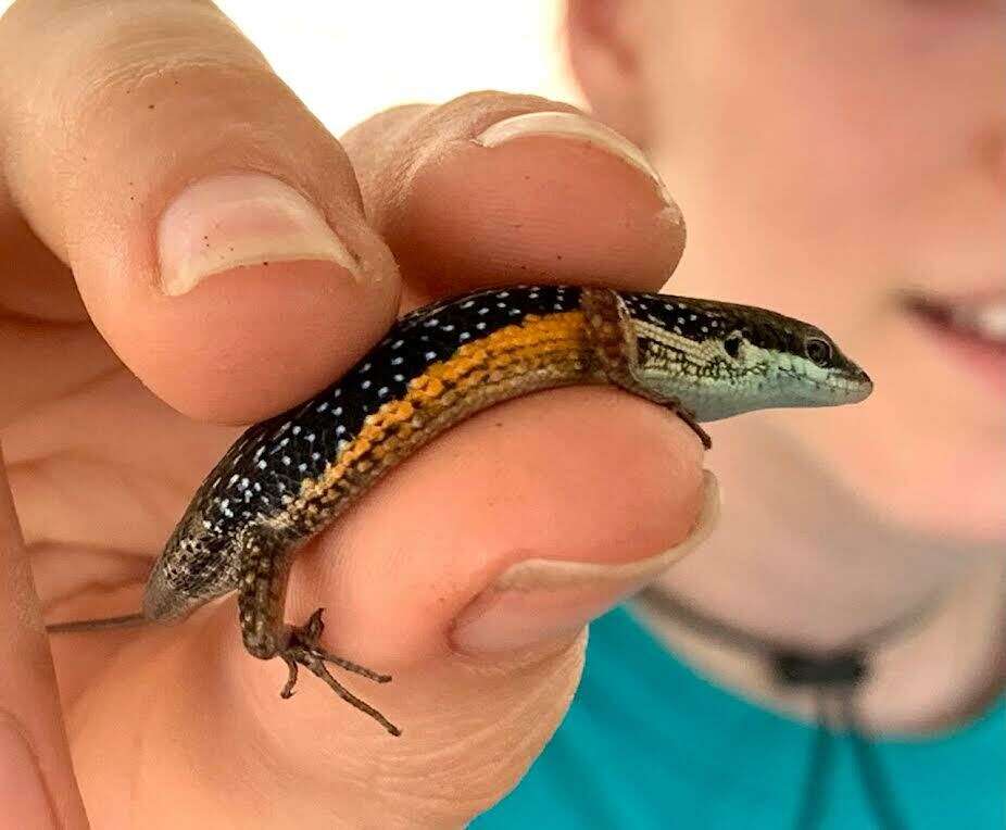 Image of Lined Rainbow-skink