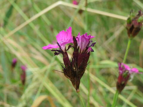 Image of carthusian pink