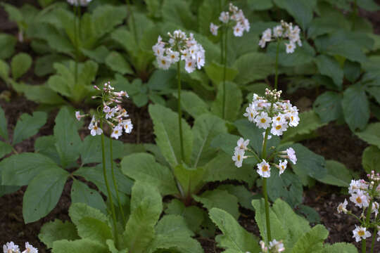 Plancia ëd Primula japonica A. Gray