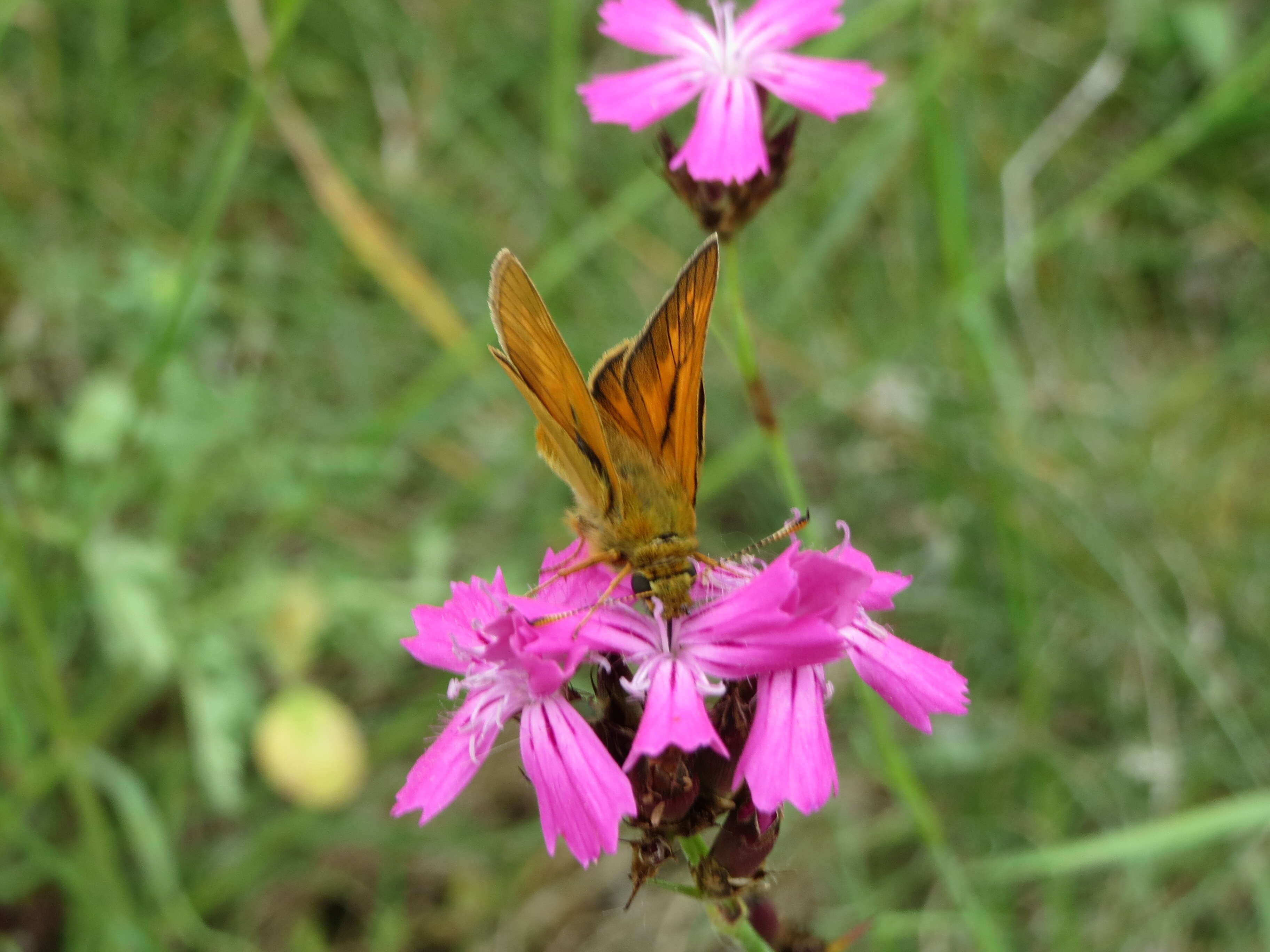 Image of carthusian pink