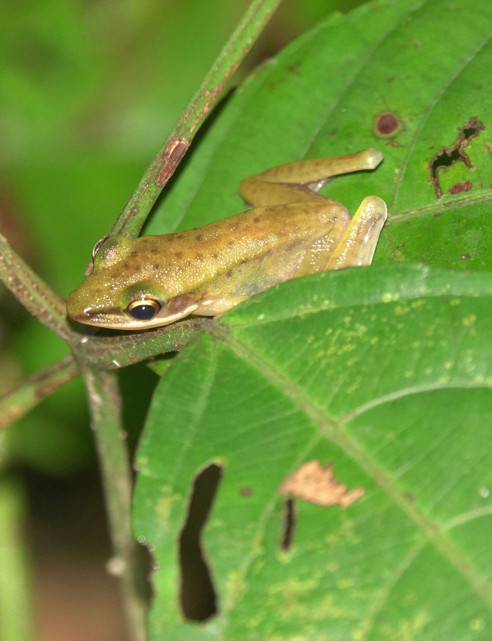 Chalcorana labialis (Boulenger 1887)的圖片