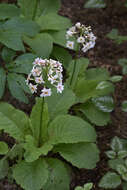 Plancia ëd Primula japonica A. Gray