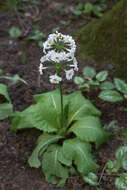 Plancia ëd Primula japonica A. Gray