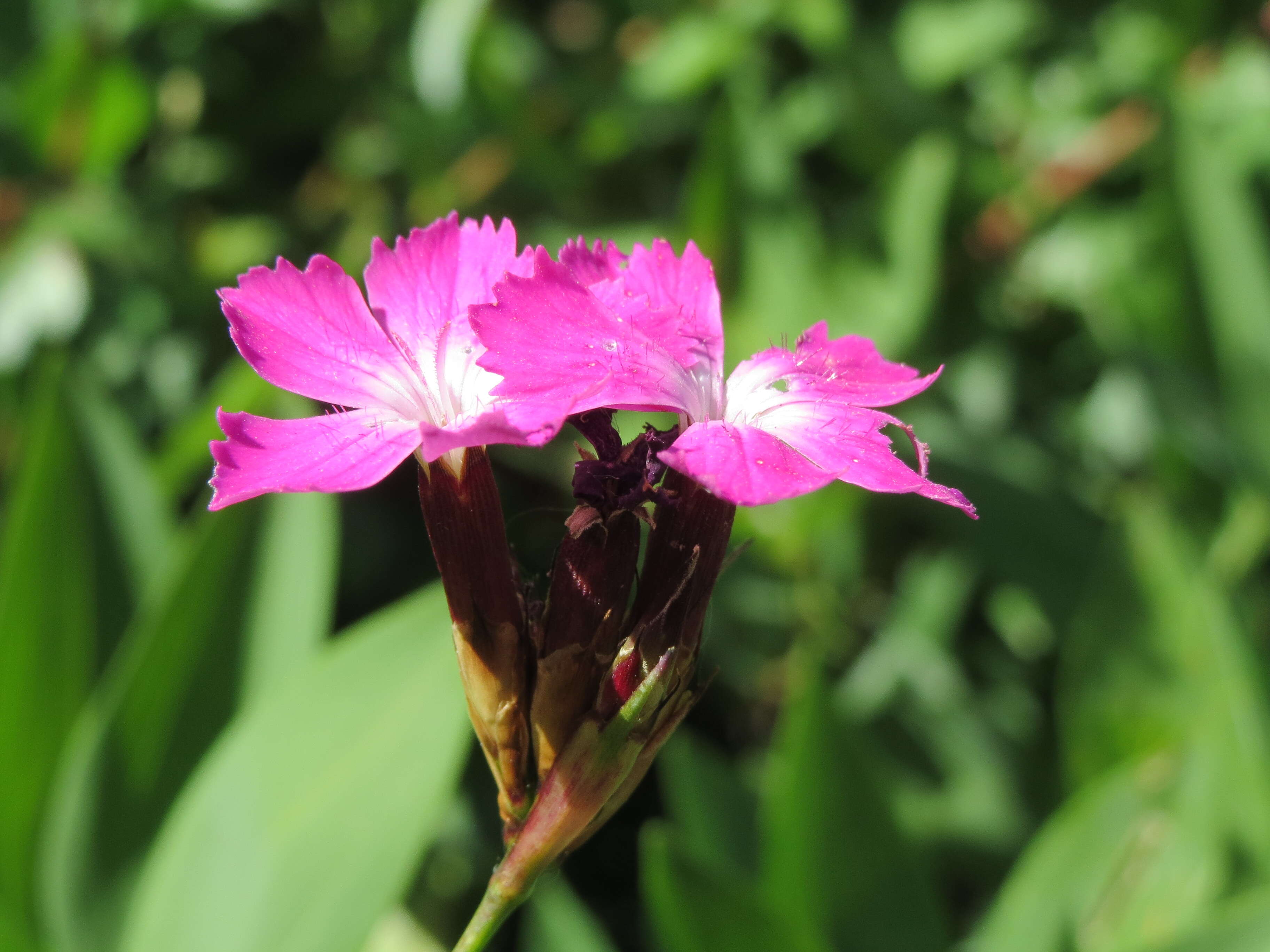 Image of carthusian pink