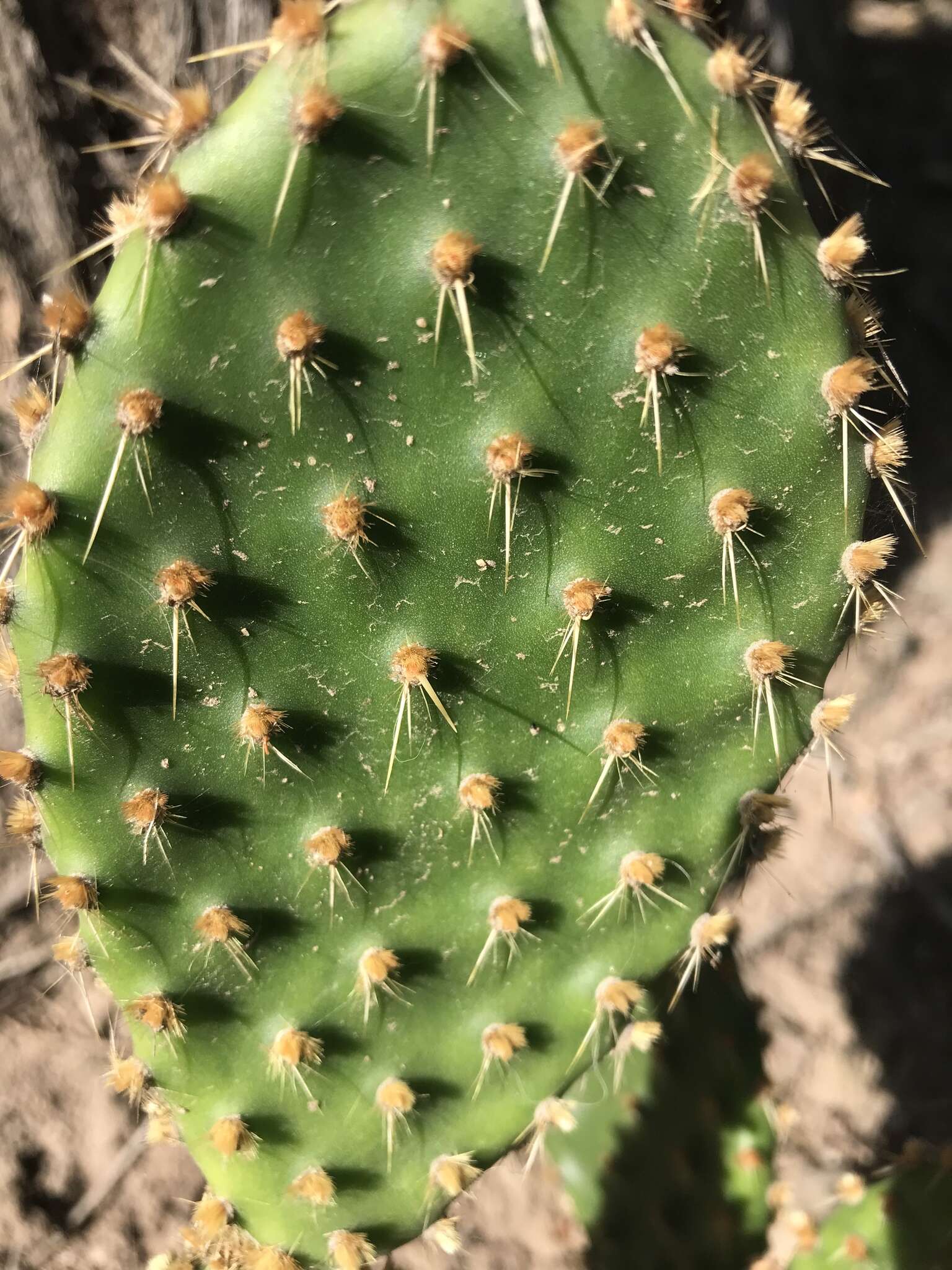 Image of Opuntia puberula Pfeiff.