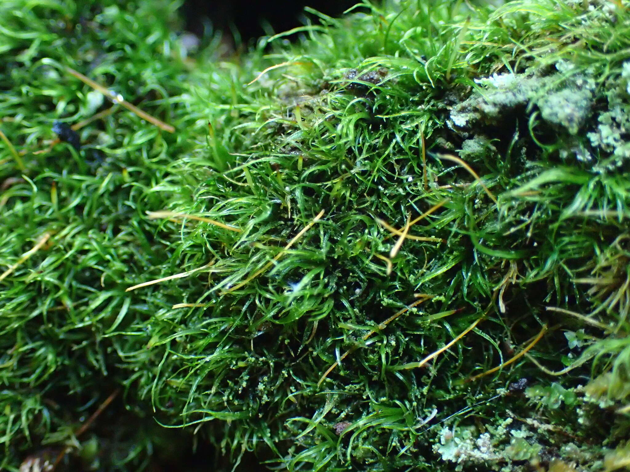 Image of orthodontium moss