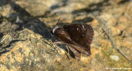 Image of Horace's Duskywing