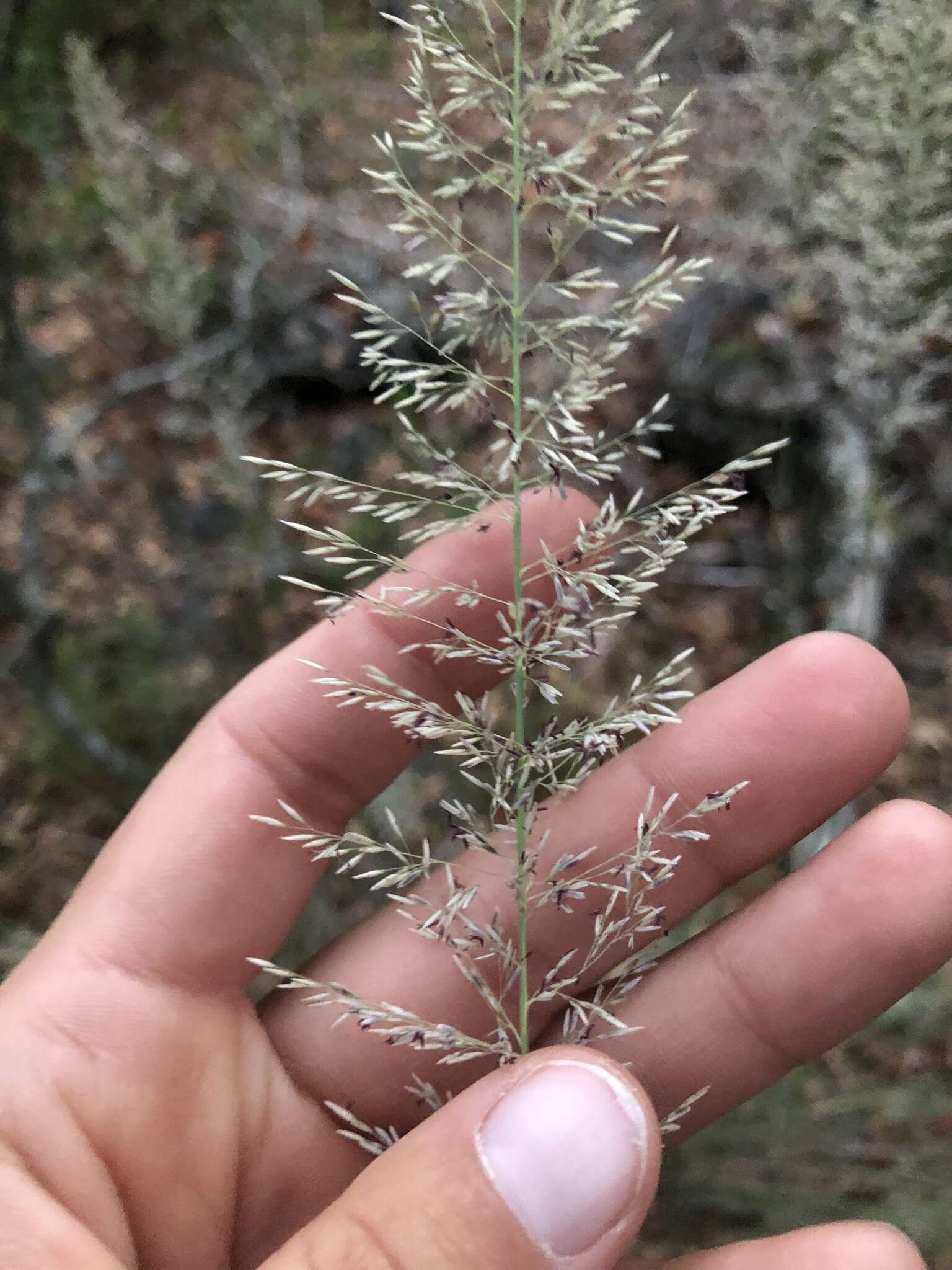 Imagem de Muhlenbergia lindheimeri Hitchc.