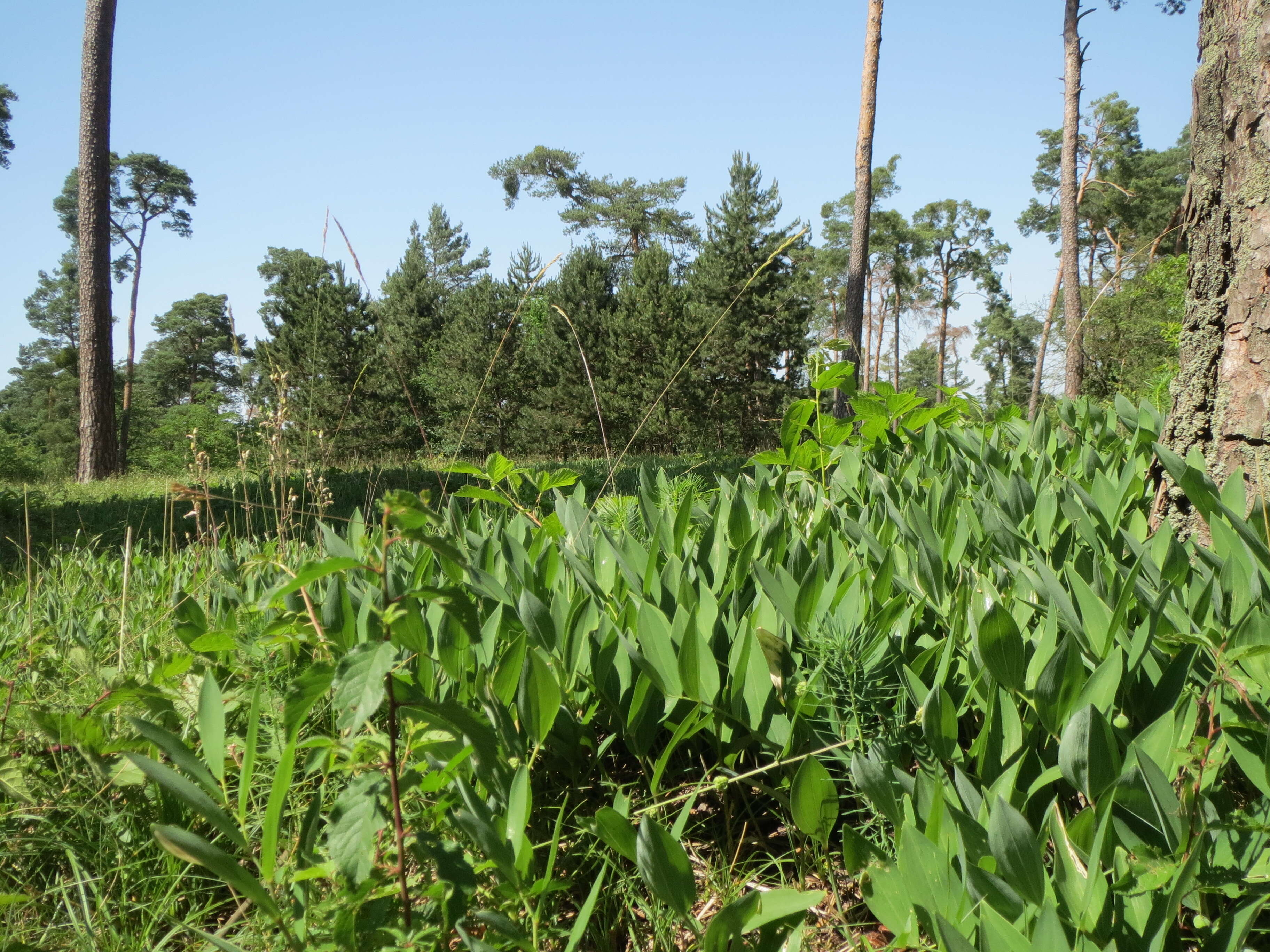 Image of Angular Solomon's Seal