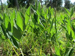 Image of Angular Solomon's Seal