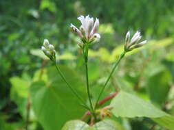 Image of squinancywort