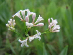 Image of squinancywort