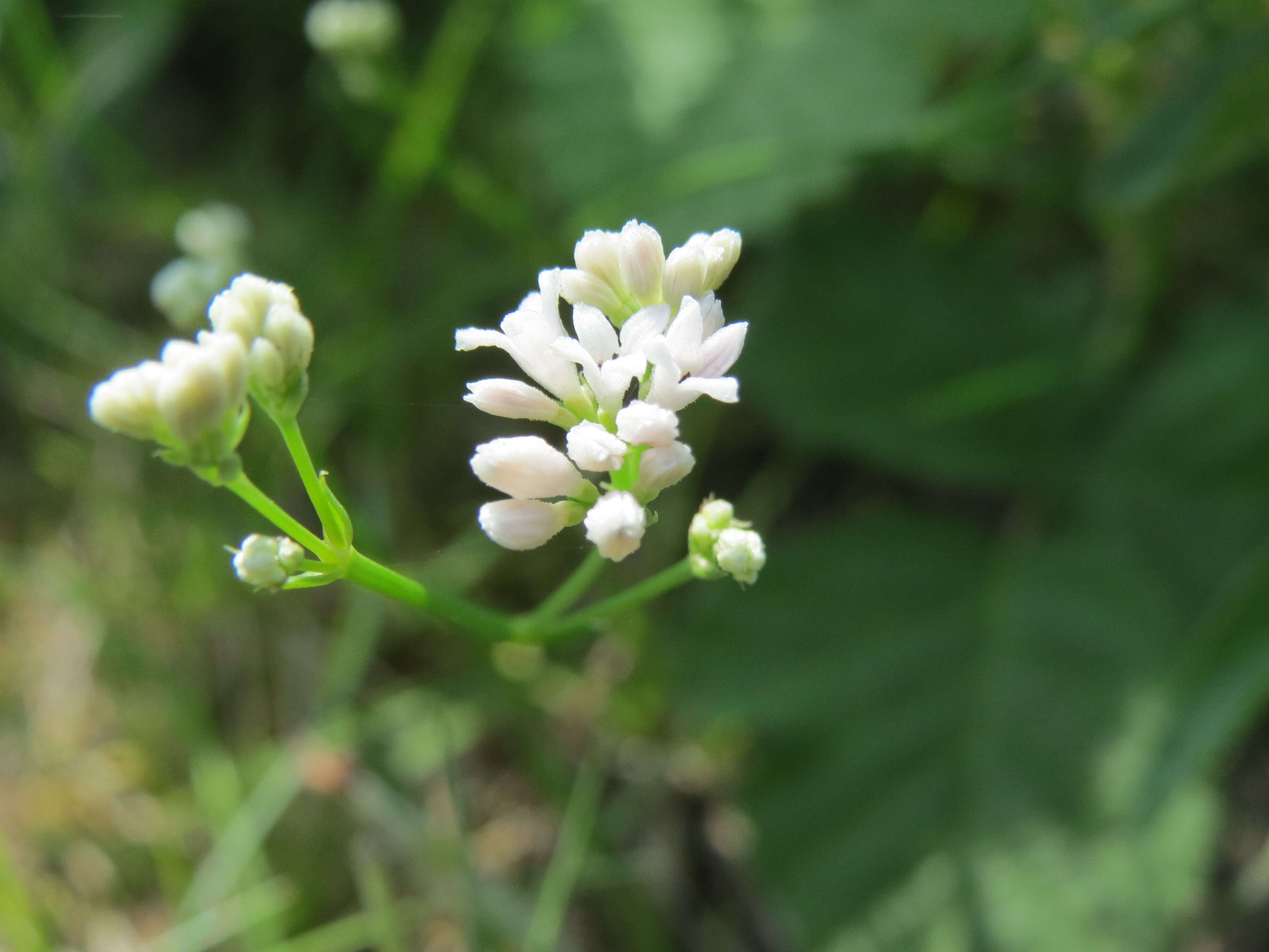 Image of squinancywort