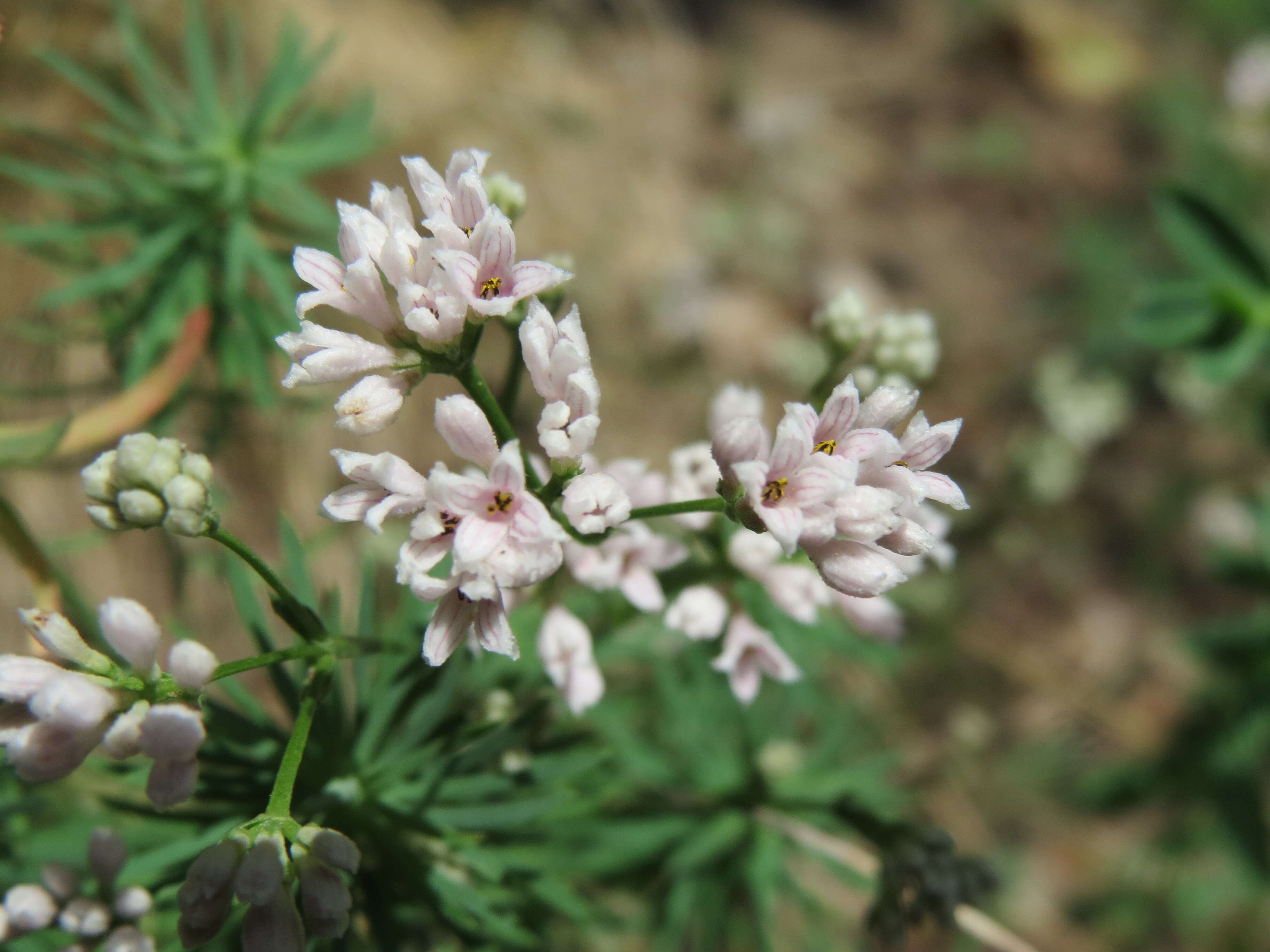 Image of squinancywort