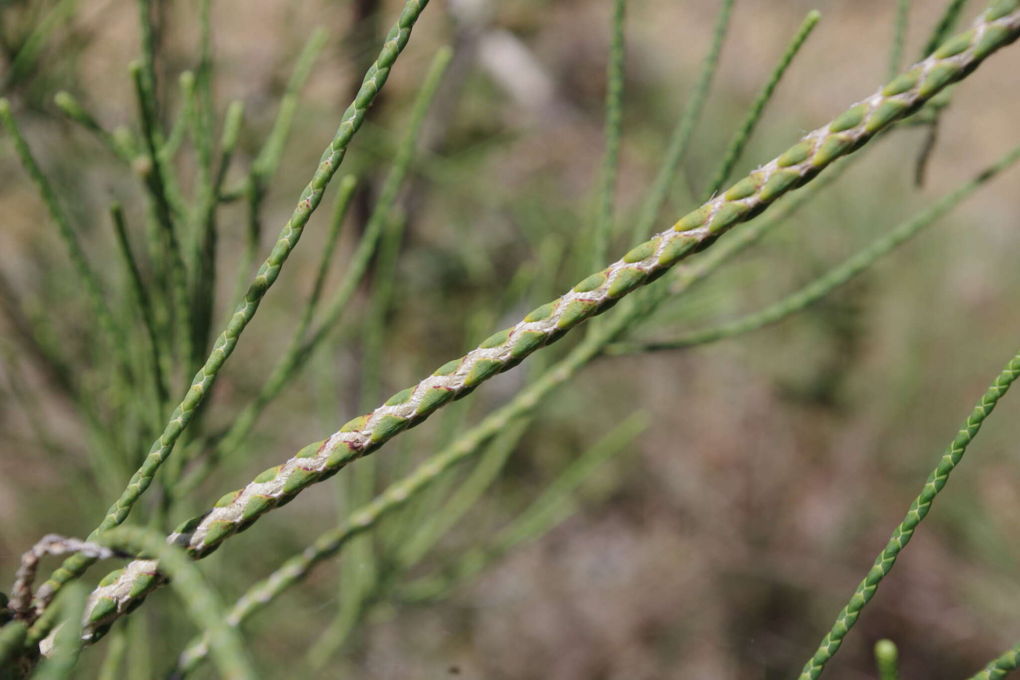 صورة Melaleuca foliolosa A. Cunn. ex Benth.