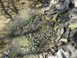 Image de Mammillaria decipiens subsp. camptotricha (Dams) D. R. Hunt