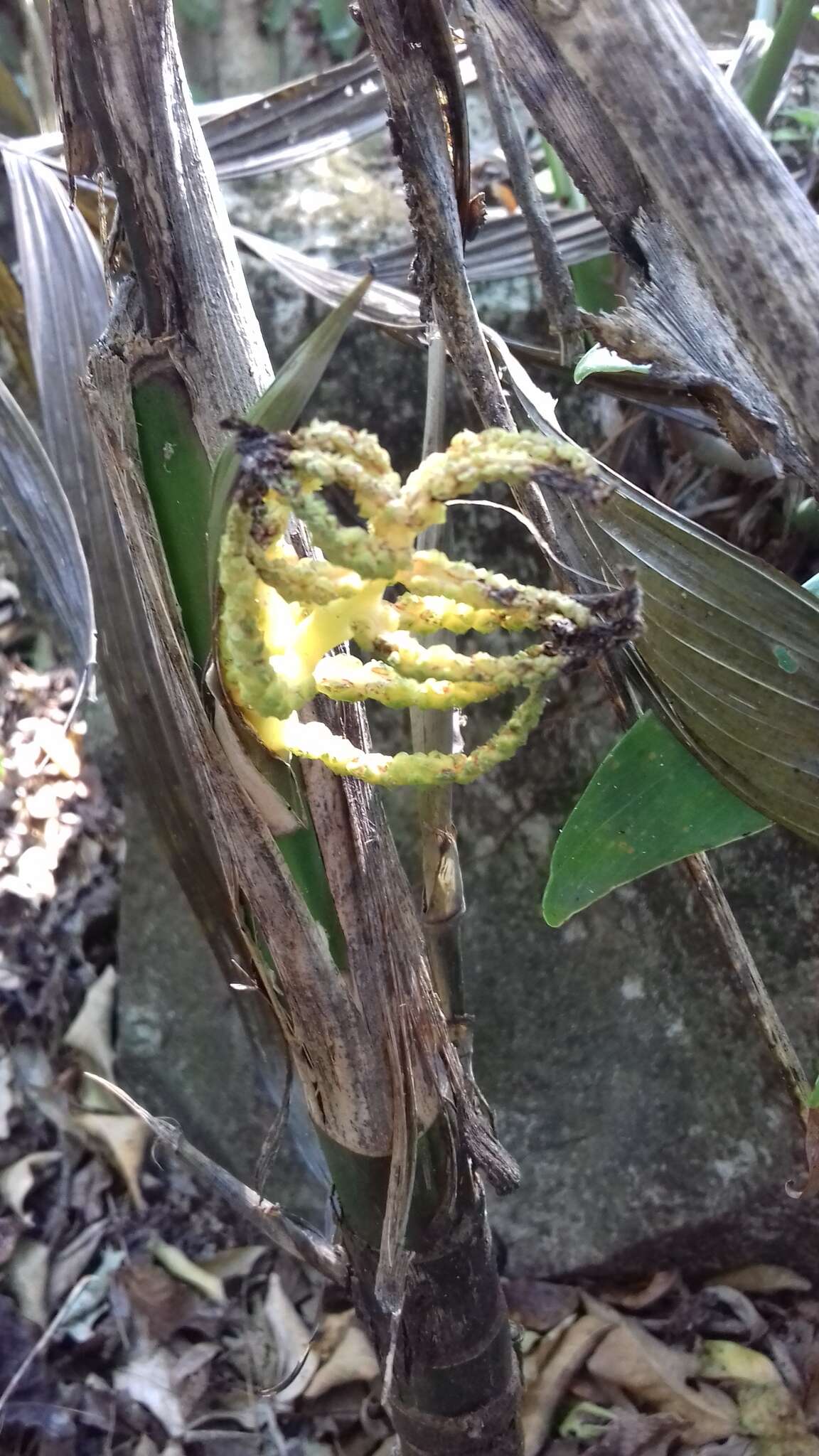 Image de Chamaedorea tepejilote Liebm.