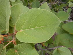 Image of Croton arnhemicus Müll. Arg.