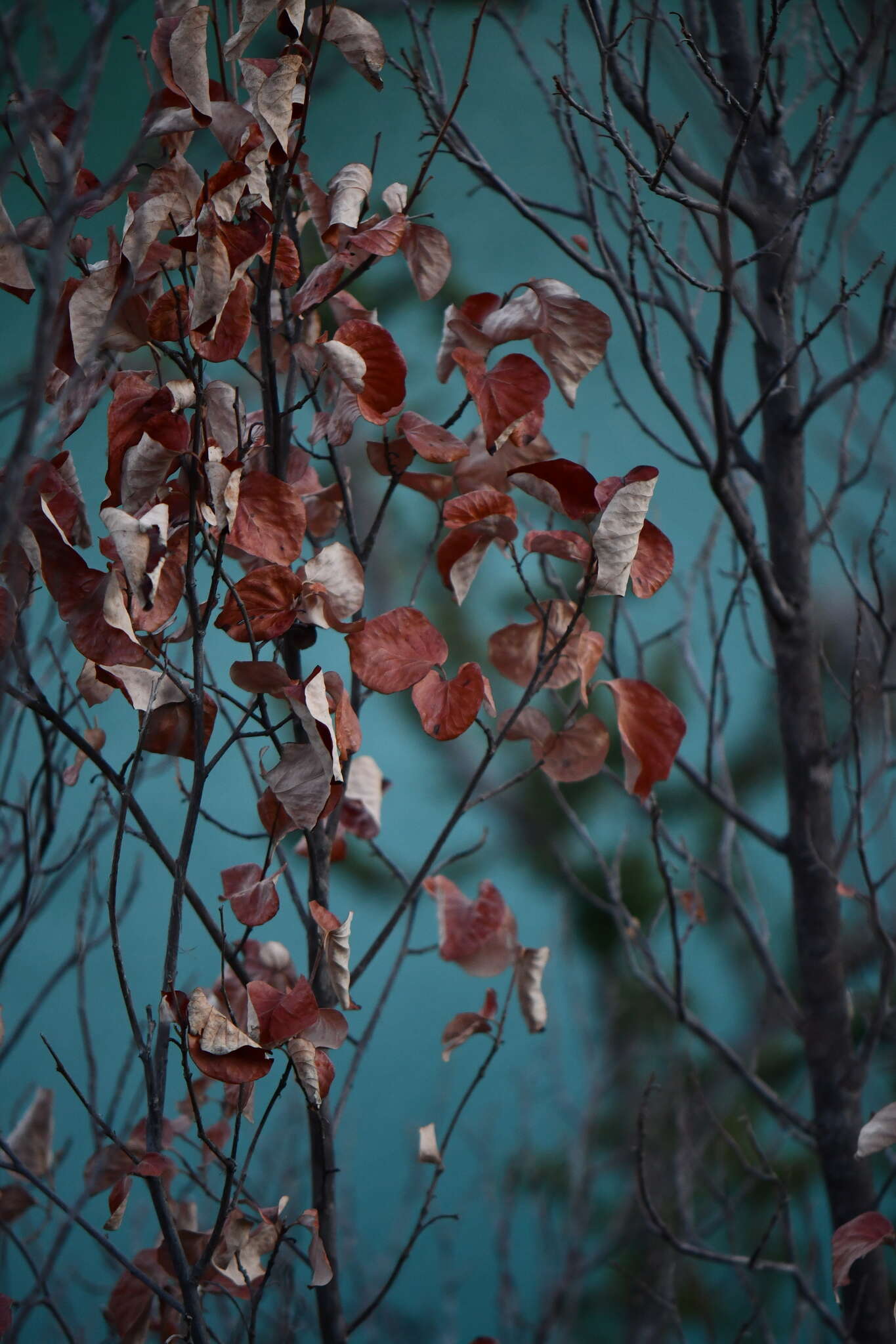 Styrax platanifolius subsp. texanus (Cory) P. W. Fritsch的圖片