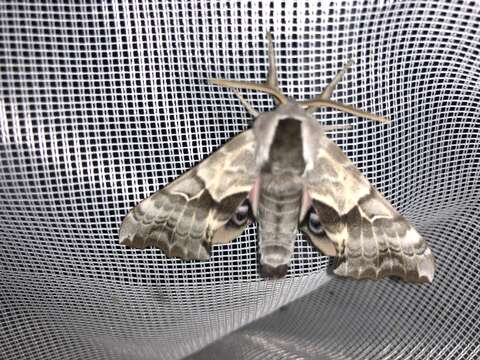 Image of One-eyed Sphinx, Eyed Hawk-moth