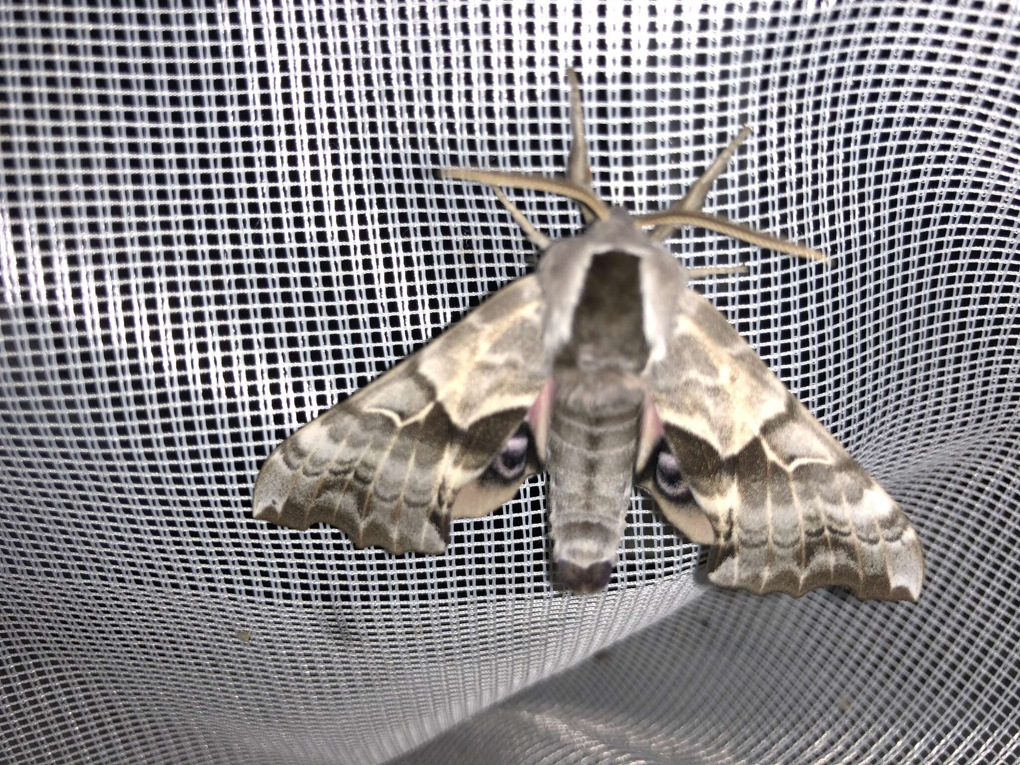 Image of One-eyed Sphinx, Eyed Hawk-moth