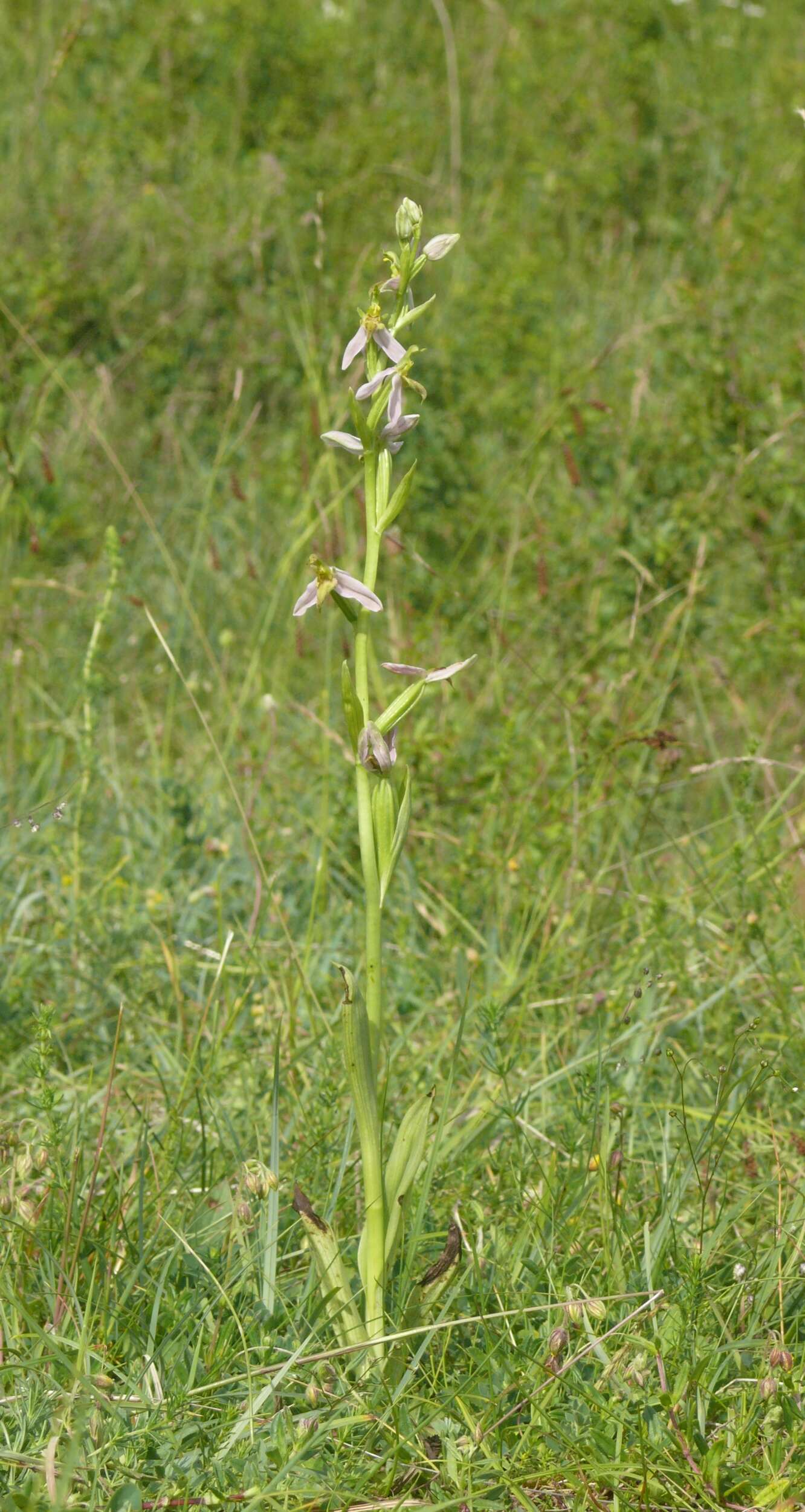 Image of Bee orchid