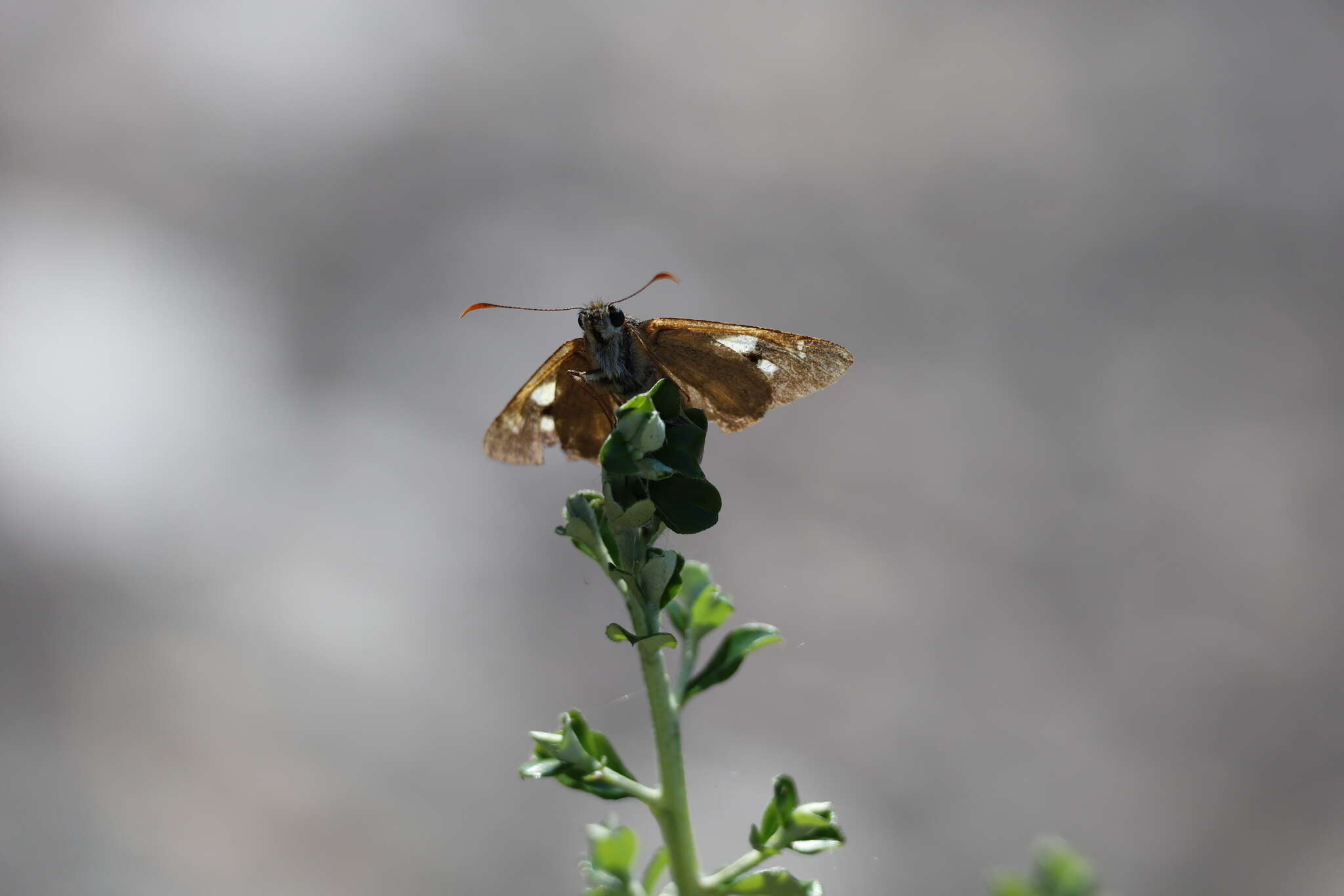 Image of Hesperilla idothea Miskin 1889