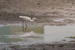 Image of Chinese Egret