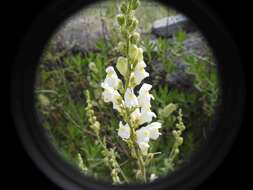 Image de Antirrhinum graniticum Rothm.