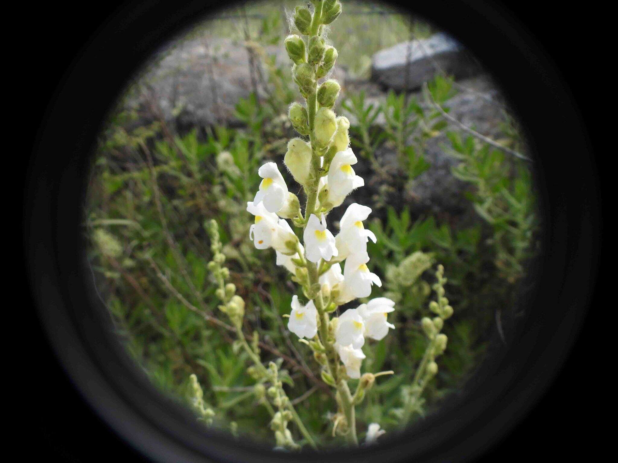 Image de Antirrhinum graniticum Rothm.