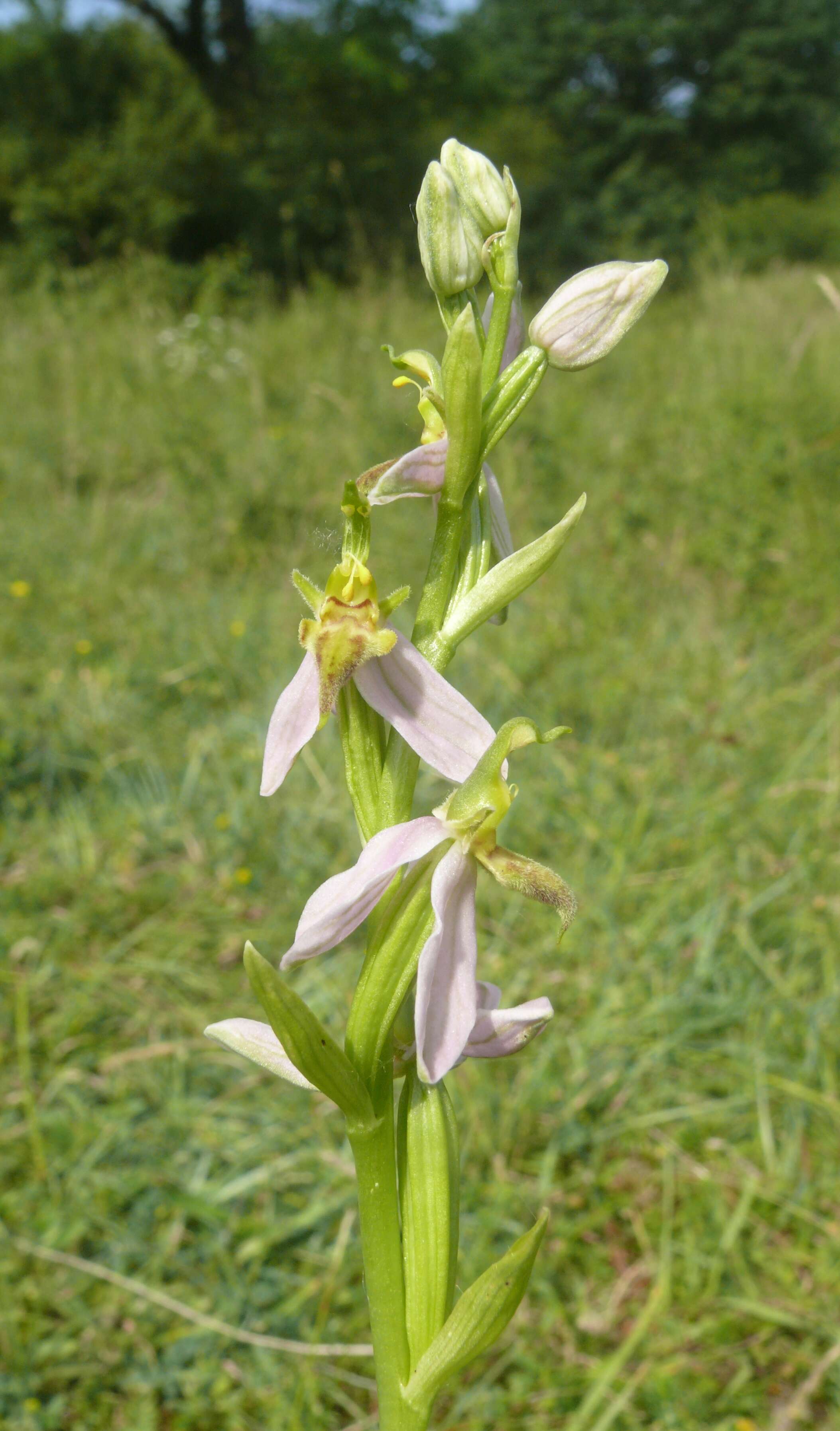 Image of Bee orchid