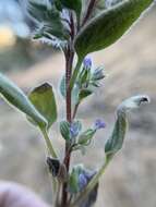 Image de Phacelia novenmillensis Munz